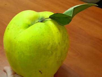 Szkolenie sadownicze w Osjakowie, 